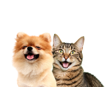 pets
